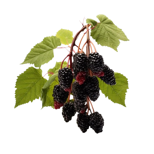 Mulberry Cultivation: A Comprehensive Guide for Farmers