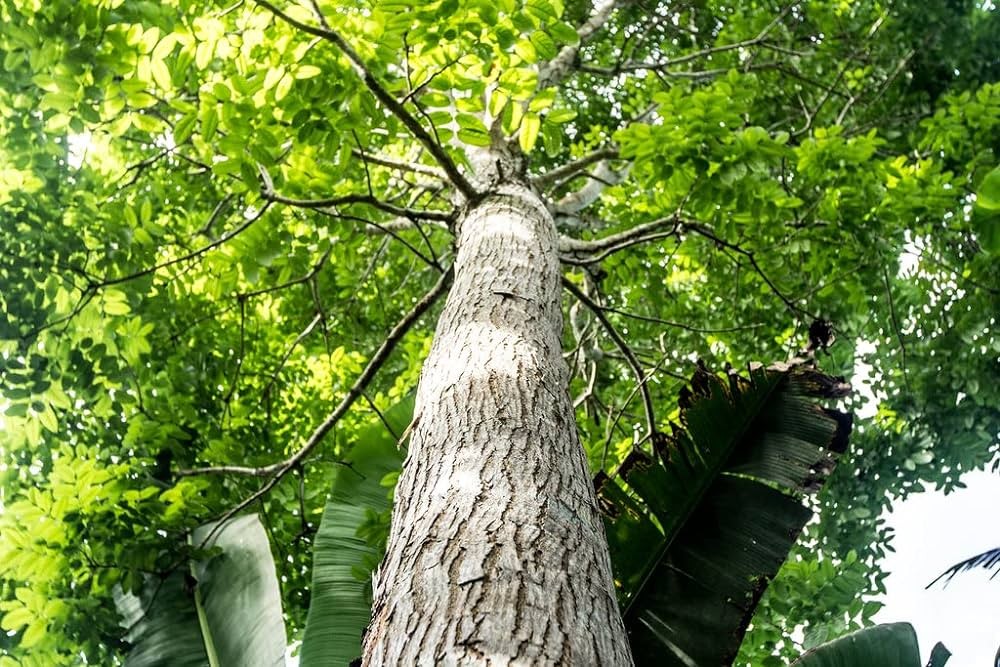 Mahogany Tree Farming: A Lucrative Venture